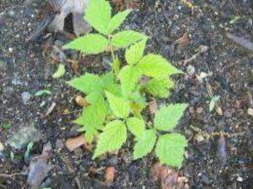 Какой должен быть посадочный материал малины. Как выбирать саженцы малины?