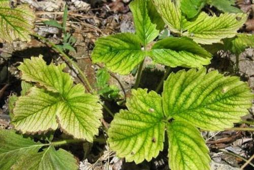 Подкормка клубники в первый год. Когда нужна подкормка клубнике?