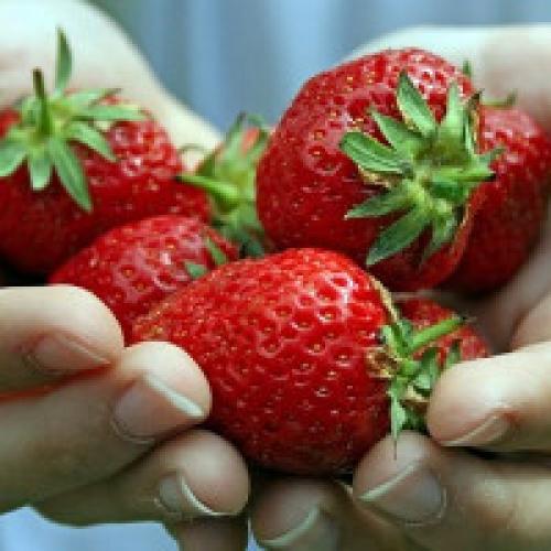 Летняя подкормка клубники. Чем удобрять клубнику весной, летом и осенью