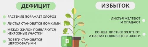 Первая подкормка клубники. Подкормка клубники йодом и борной кислотой
