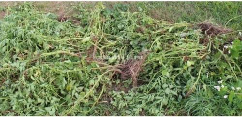 Чем полить грядки после сбора урожая. Мои обязательные процедуры после уборки урожая картофеля