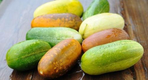 Как собрать семена с огурцов