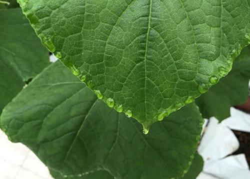 Как поливать огурцы. Как часто и сколько поливать огурцы