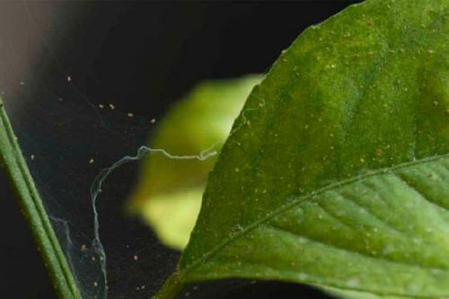 На рассаде огурцов желтеют листья. Почему желтеет рассада огурцов: причины и способы лечения