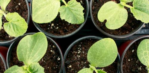 На рассаде огурцов желтеют листья. Почему желтеет рассада огурцов: причины и способы лечения