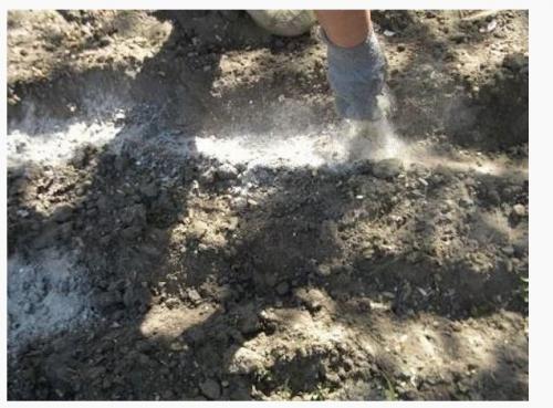 Чем полить грядки после сбора урожая. Мои обязательные процедуры после уборки урожая картофеля