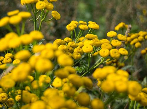 Пижма от вредителей. 