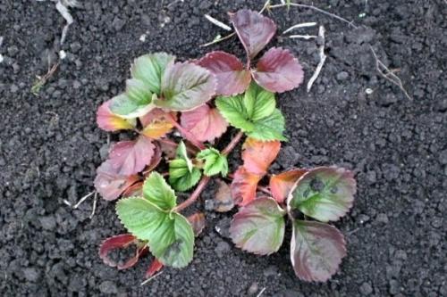 Подкормка клубники в первый год. Когда нужна подкормка клубнике?