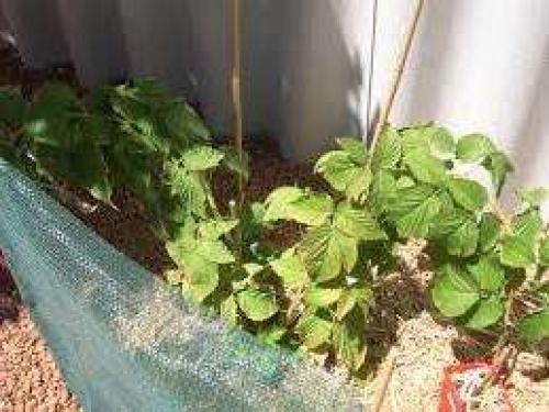 Какой должен быть посадочный материал малины. Как выбирать саженцы малины?