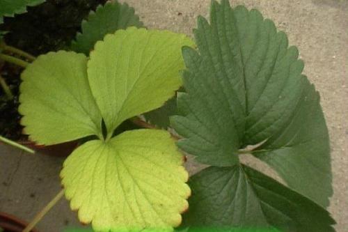 Подкормка клубники в первый год. Когда нужна подкормка клубнике?