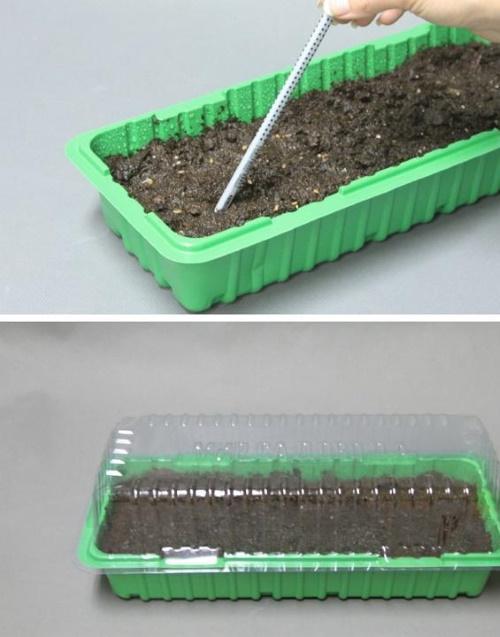 Как часто поливать помидоры на подоконнике. Как часто поливать рассаду помидоров на подоконнике на разных этапах выращивания