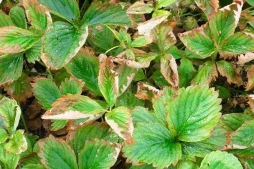 Подкормка клубники в первый год. Когда нужна подкормка клубнике?