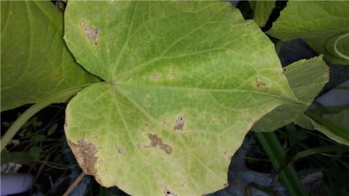 Желтые пятна на листьях огурцов народные средства. Что делать, если желтеют листья огурцов: эффективные народные средства