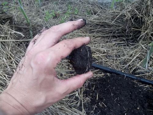 Как поливать огурцы. Как часто и сколько поливать огурцы