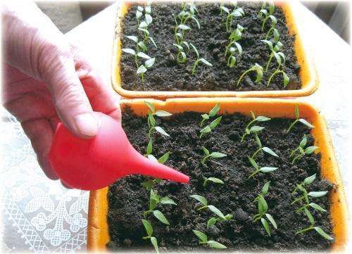 Как часто поливать помидоры на подоконнике. Как часто поливать рассаду помидоров на подоконнике на разных этапах выращивания