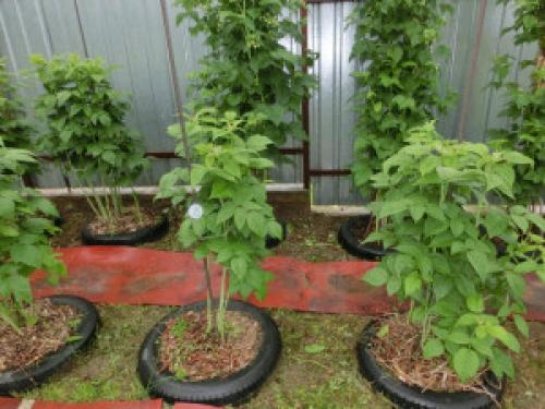 Посадка малины в ведра. Один опыт выращивания малины в закладки 79