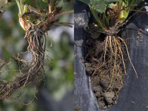 Какой должен быть посадочный материал малины. Как выбирать саженцы малины?