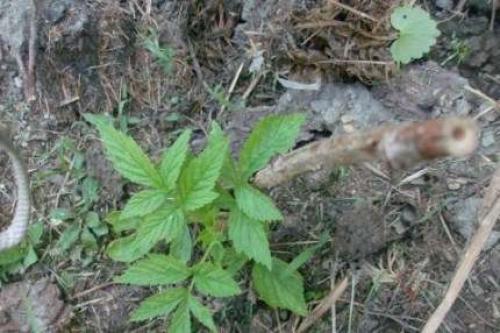 Какой должен быть посадочный материал малины. Как выбирать саженцы малины?