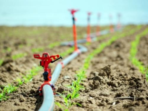 Как часто поливать в капусту 06