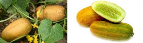 Как собрать семена с огурцов