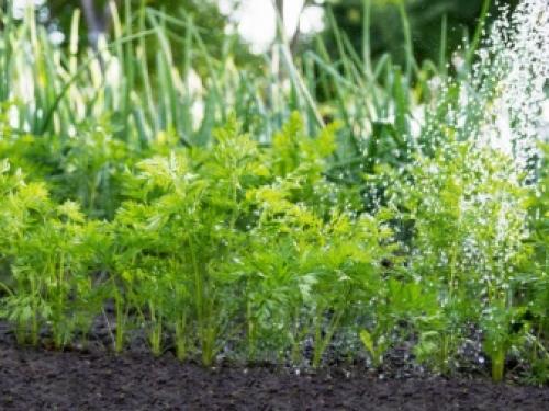 Как часто поливать в капусту 07