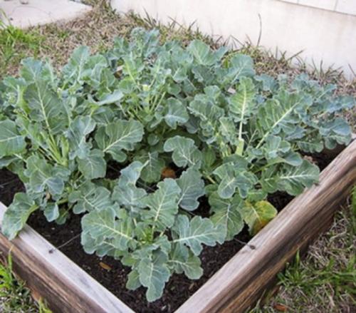 Капуста брокколи агротехника выращивания. Краткое знакомство