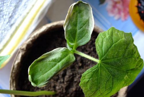 На рассаде огурцов желтеют листья. Почему желтеет рассада огурцов: причины и способы лечения