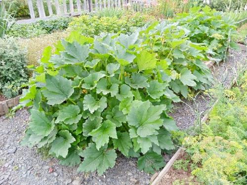 Как часто поливать кабачки. Навигация по записям