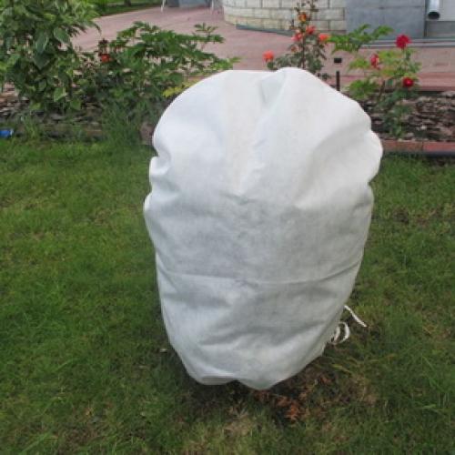 Как укрыть кипарис на зиму. Обрезка кипарисовика в саду и укрытие на зиму