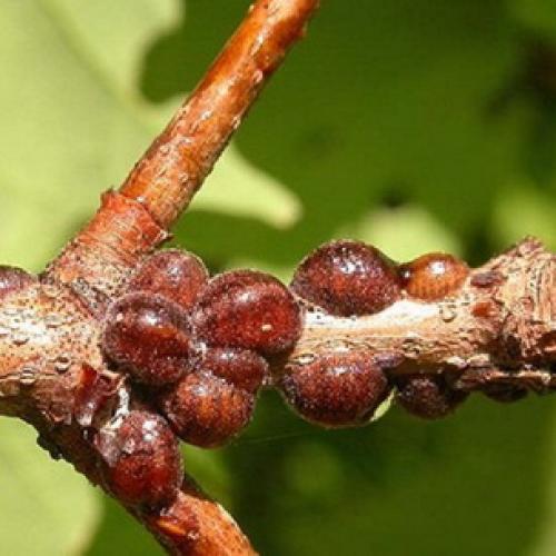 Как укрыть кипарис на зиму. Обрезка кипарисовика в саду и укрытие на зиму