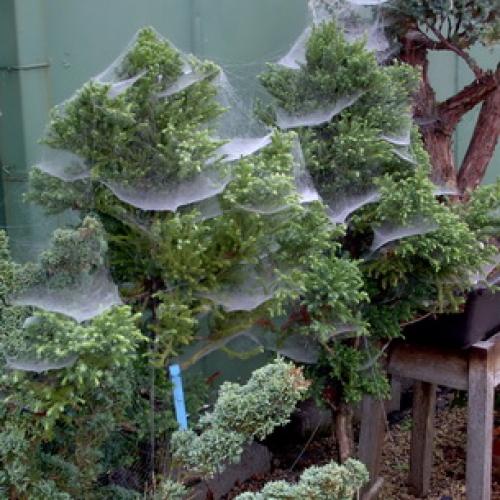 Как укрывать на зиму можжевельник. Зачем укрывать можжевельник на зиму 03