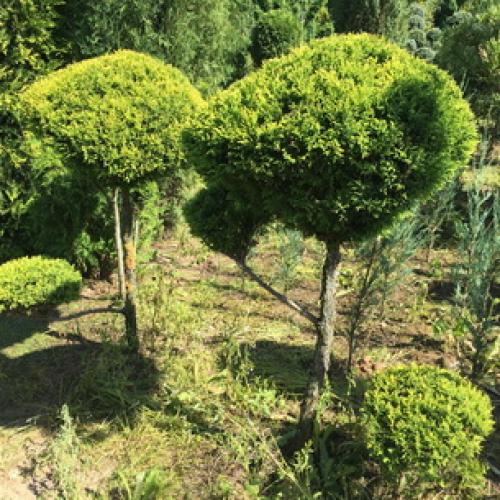 Как укрывать на зиму можжевельник. Зачем укрывать можжевельник на зиму 01