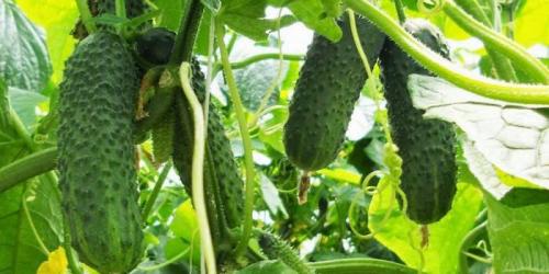 Почему огурцы бывают горькими. Почему вырастают горькие огурцы