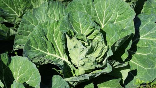 Не завязываются кочаны капусты, что делать. Почему капуста не завязывается в кочан и что делать, чтобы это исправить