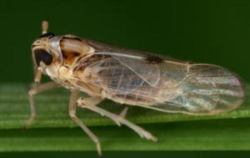 Фитоплазмоз помидор. Столбур — описание болезни помидор