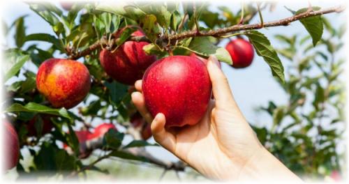 Как сохранить урожай яблок в домашних условиях. Выбор плодов