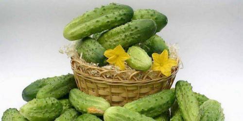 Почему огурцы бывают горькими. Почему вырастают горькие огурцы