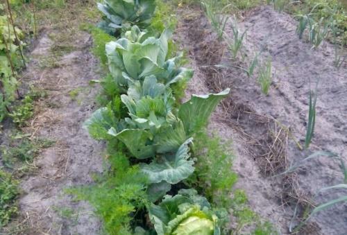 Предшественники лука. Предшественники и соседи лука при посадке