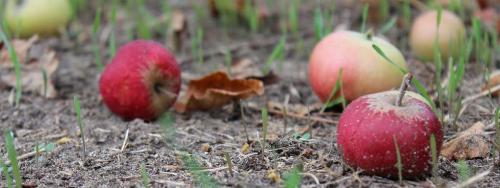 Как ускорить перегнивание навоза. Какие листья нельзя класть в компост и как ускорить перегнивание