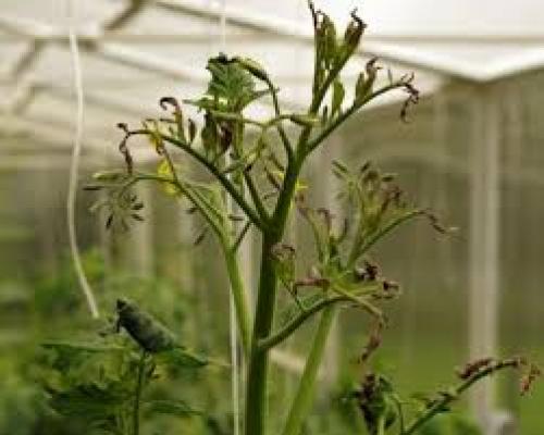 Фитоплазмоз помидор. Столбур — описание болезни помидор