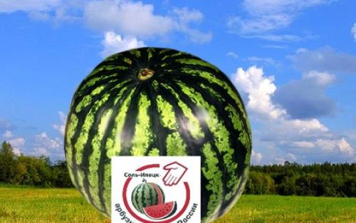 Где выращивают арбузы в России регионы. Где находится арбузная столица России?