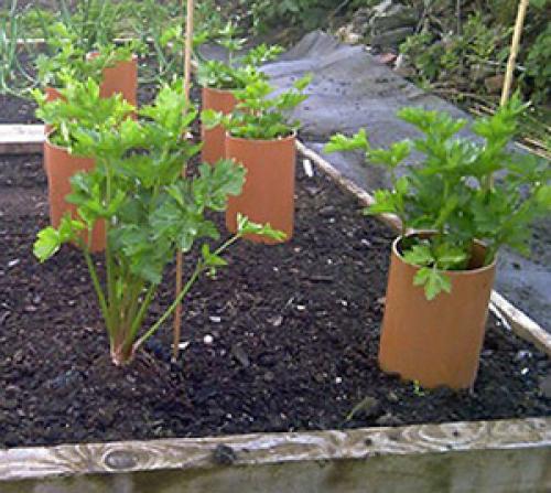 Когда окучивать черешковый сельдерей. Отбеливание сельдерея черешкового 04