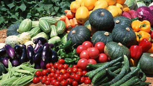 Лучшие предшественники тыквы. Что сажать после тыквы на следующий год: правила севооборота и полезные рекомендации по составлению грядок