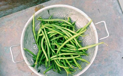 Можно ли фасоль при грудном вскармливании. Фасоль при грудном вскармливании