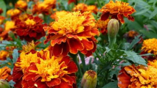 Лучшие предшественники для гороха. Основные правила при посеве гороха 08