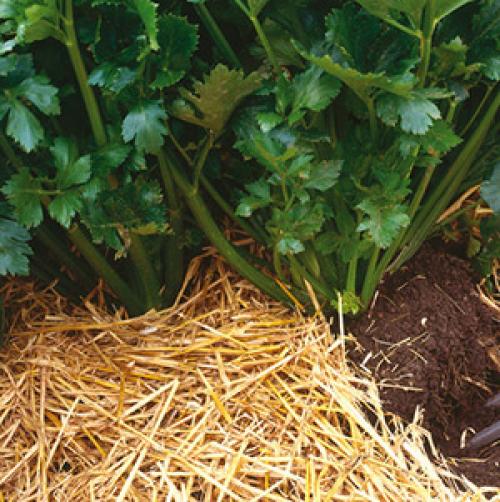 Когда окучивать черешковый сельдерей. Отбеливание сельдерея черешкового 03