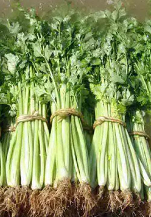 Когда окучивать черешковый сельдерей. Отбеливание сельдерея черешкового 12