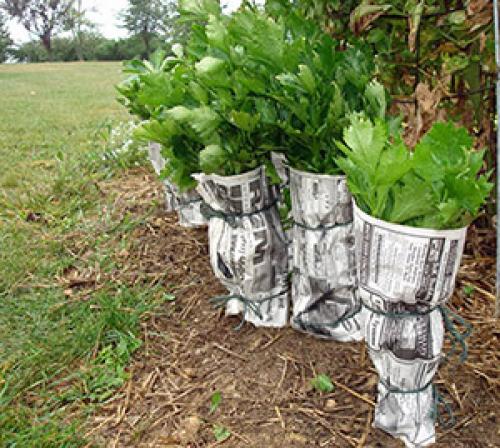 Когда окучивать черешковый сельдерей. Отбеливание сельдерея черешкового 01