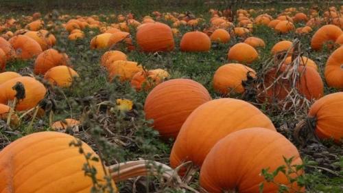 Лучшие предшественники тыквы. Что сажать после тыквы на следующий год: правила севооборота и полезные рекомендации по составлению грядок