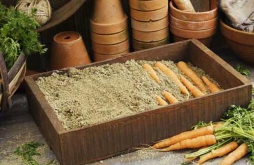 Как сохранить морковь на зиму в домашних условиях в квартире. Хранение моркови на зиму в домашних условиях